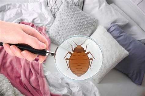 Bed bug exterminators. Things To Know About Bed bug exterminators. 